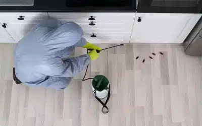 Effective Pest Control Tips for Tenants in Boise Rentals