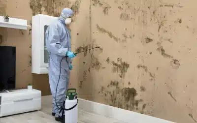 Pest Management Responsibilities: Essential Tips for Boise Landlords and Tenants