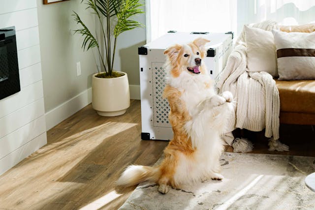 well trained dog in cozy living room